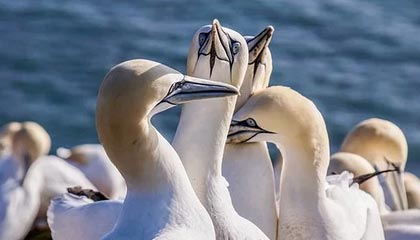 爱游戏体育app-利比亚队惊险逼平，突尼斯队难抵压力，突尼斯 利比亚难民