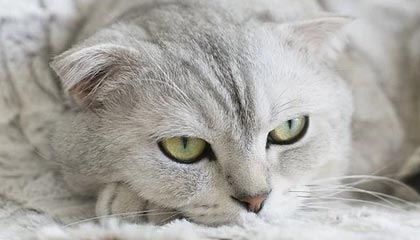 爱游戏电竞-穿越火线 线上锦标赛完美收官，cf锦标赛手游