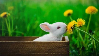 爱游戏app-FPX粉丝见面会圆满举行，fpx赛后粉丝见面会