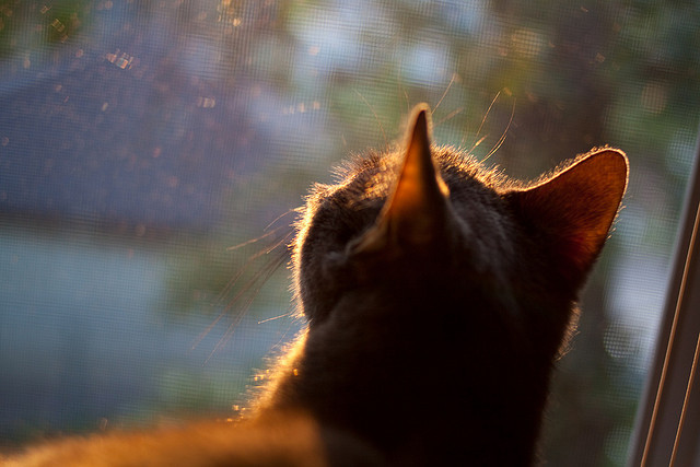 青少年篮球联赛推动区域体育交流，青少年篮球队