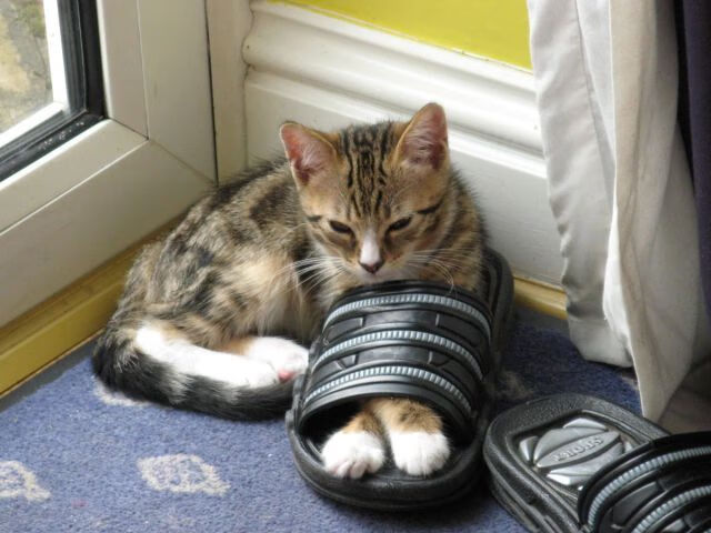 NBA经典比赛重温，球迷热切期待回忆，nba十大最经典的比赛视频