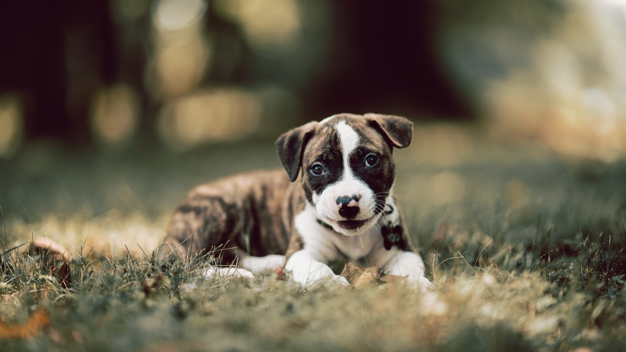 RNG二队参与电竞青训联赛获得冠军，rng电子竞技俱乐部青训