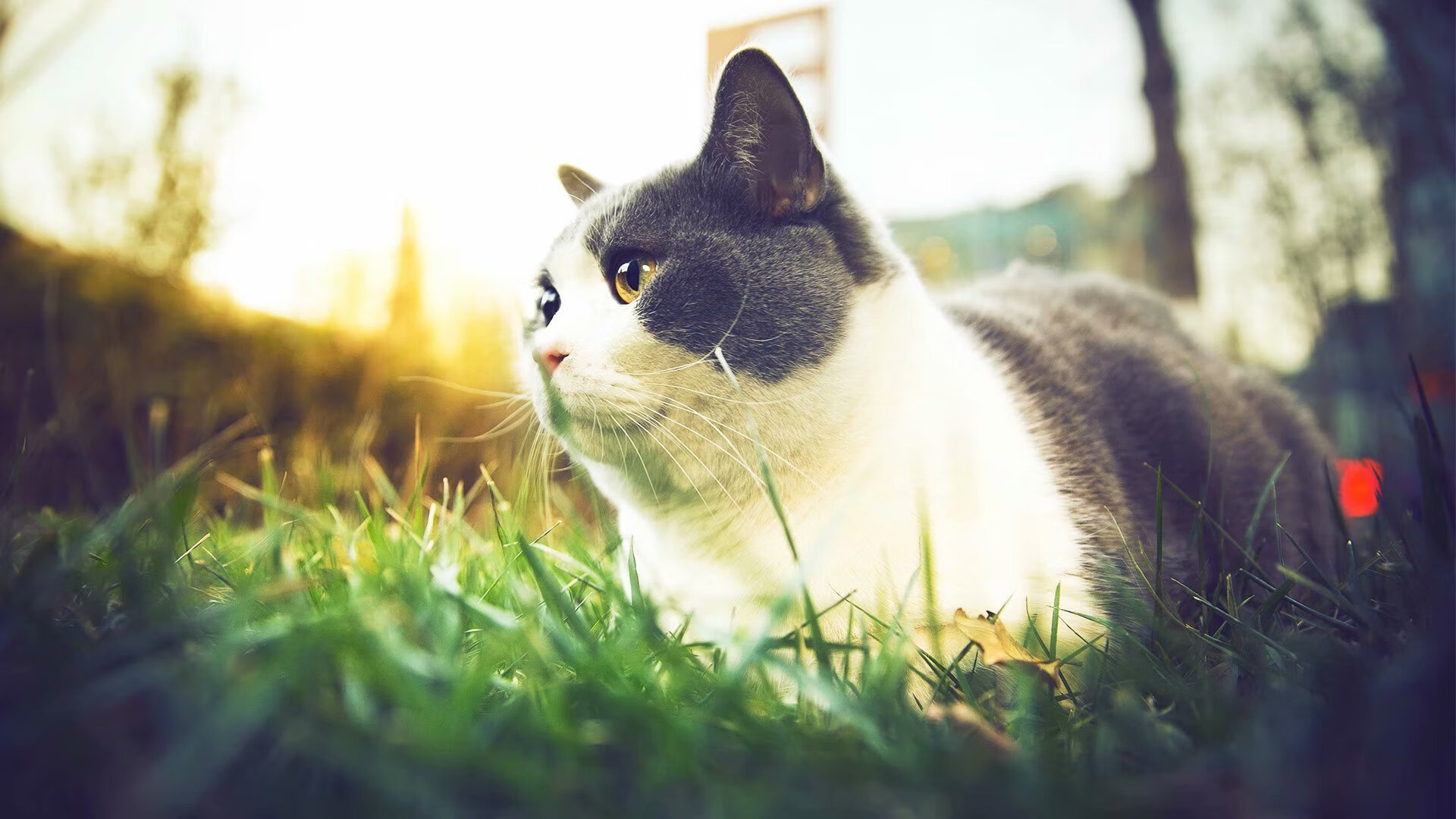 克罗地亚意大利激战无决,欧预赛积分悬殊,欧洲世预赛克罗地亚