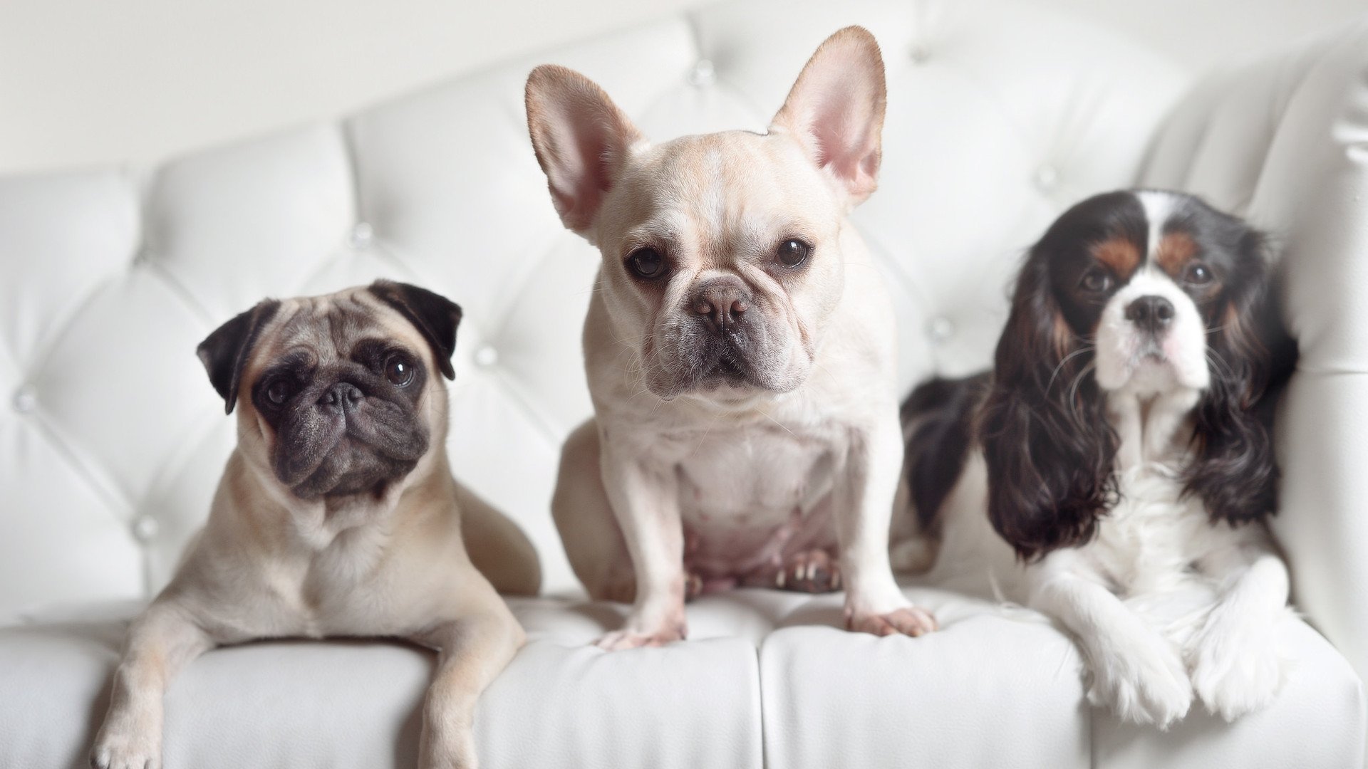 奇才球队防守反击战术效果明显，奇才队伤员名单