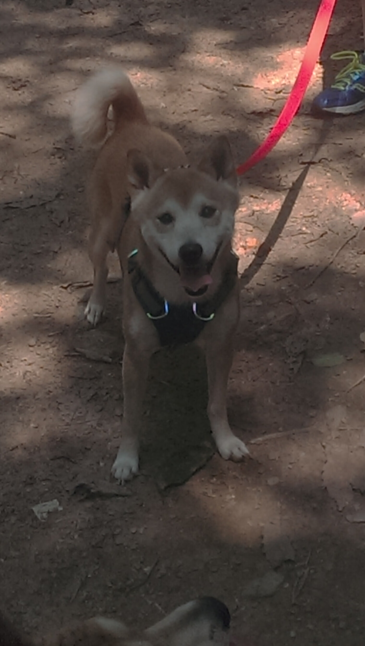 帕尔马击败尤文图斯,主场豪取分数球队士气高涨,帕尔马最近战绩