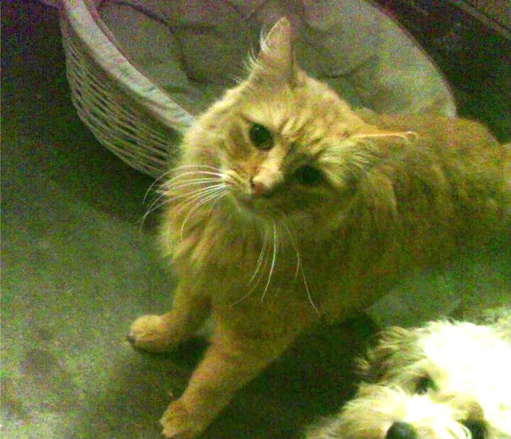 AYX体育-布莱顿客场力克西汉姆，英超保级前景一线曙光，布莱顿对阵西汉姆联