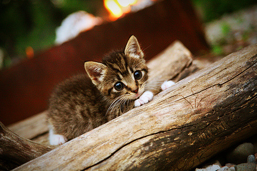 替补席质量是否影响球队冠军争夺力，替补席深度