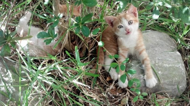 电竞电竞赛事多渠道营销策略及效果评估,电竞行业营销策略