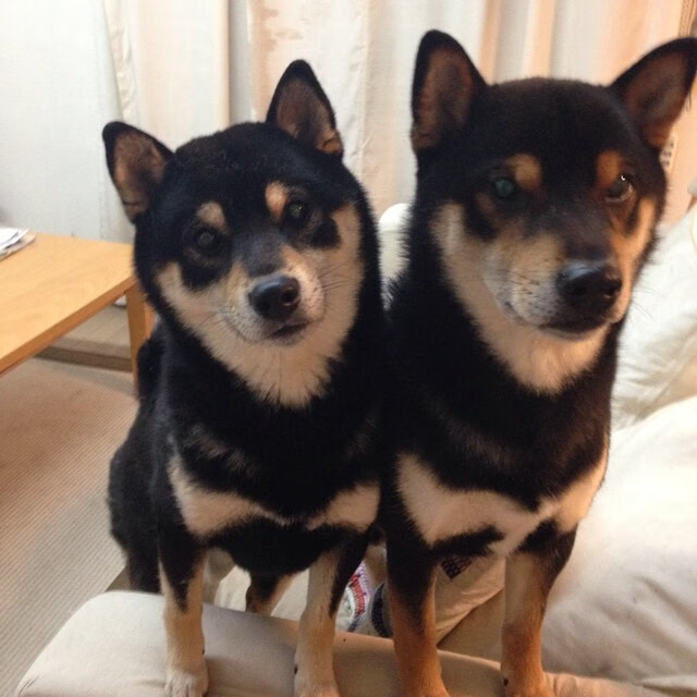 爱游戏在线登录入口-里斯本体育在客场大胜雷恩，喜获首胜，里斯本竞技对摩雷伦斯比分