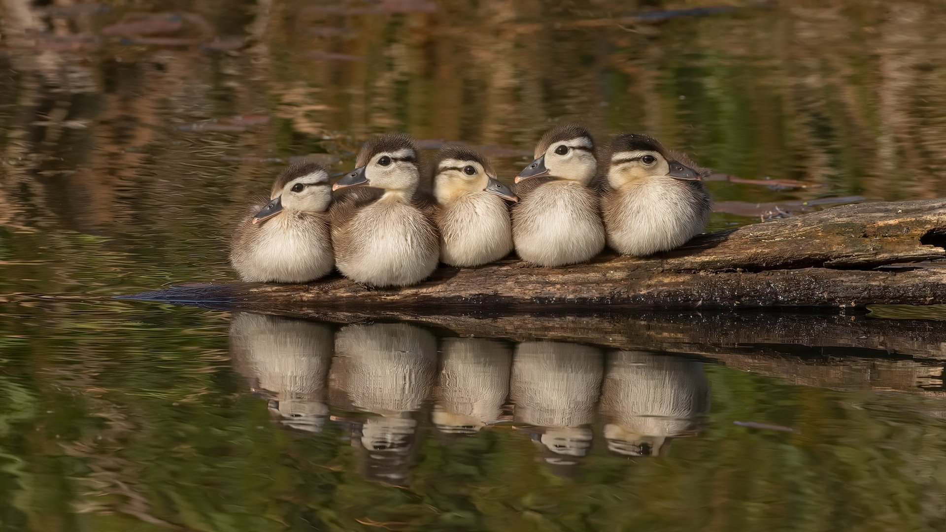 门兴格拉德巴赫新星闪耀赛场,门兴格拉德巴赫球星