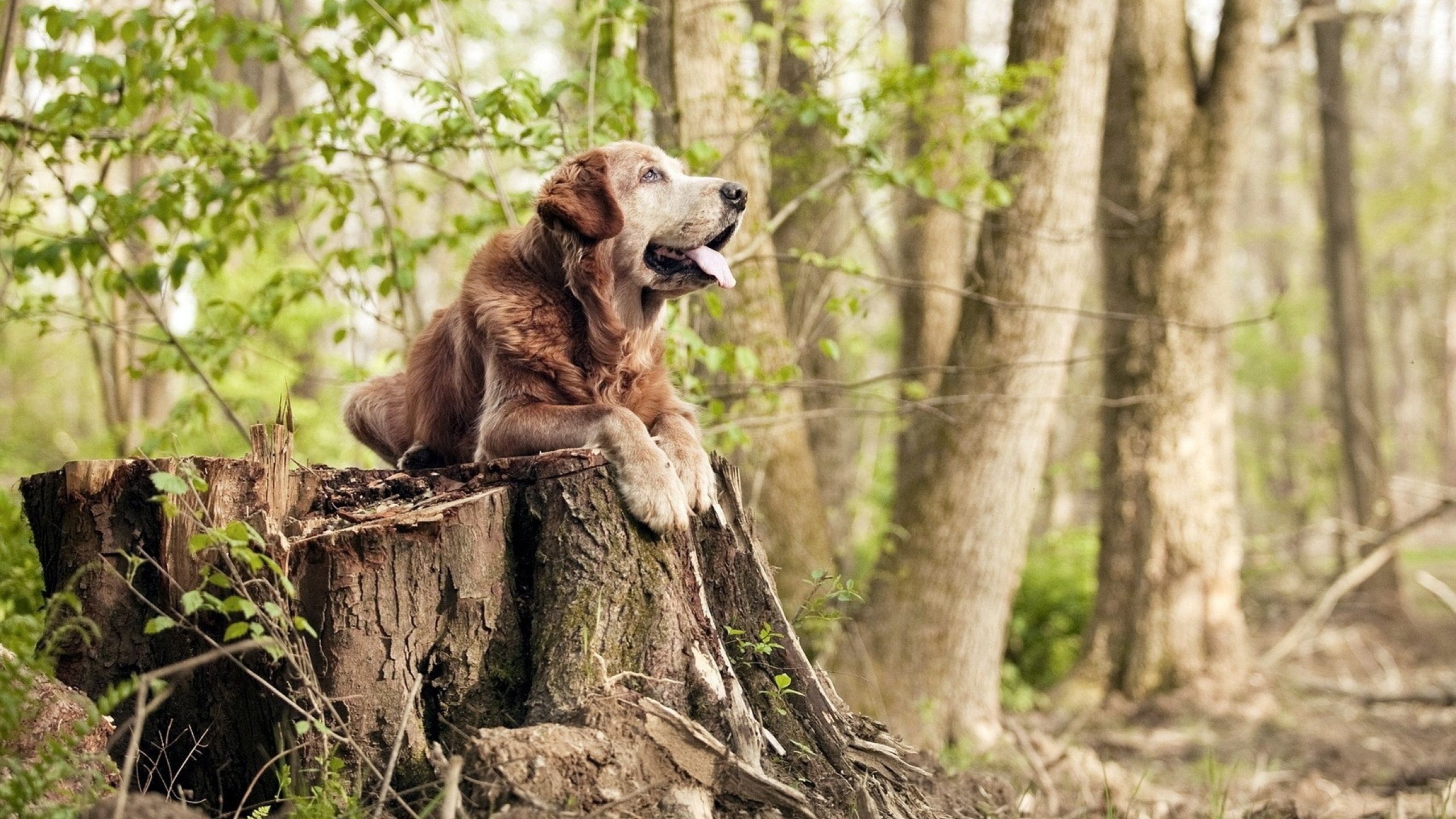 阿尔阿赫利防守反击效率提高，阿尔阿赫利足球俱乐部