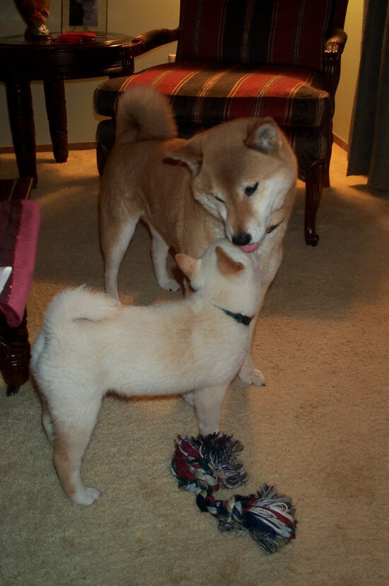 篮球专项技能训练负荷调节及效果评估研究，篮球运动训练负荷分析