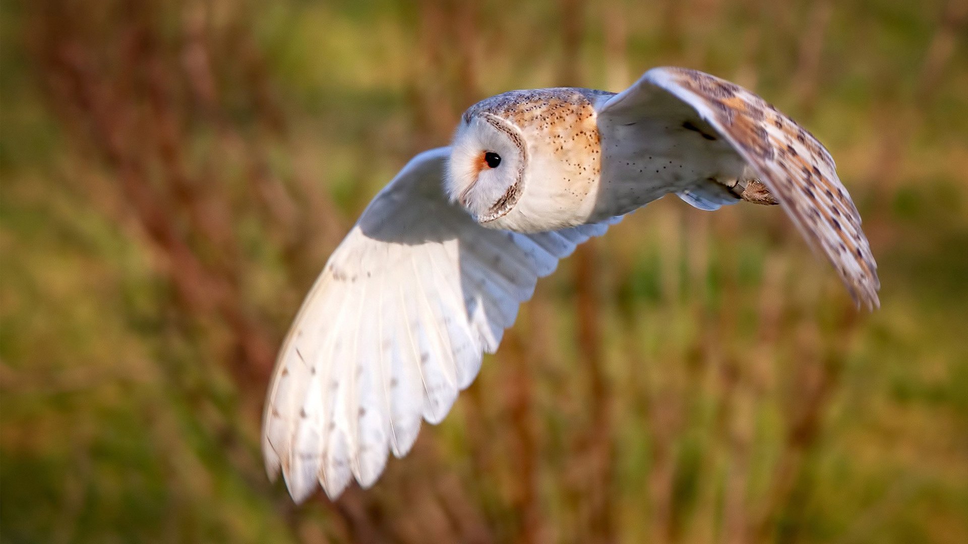 赛事服务智能客服系统构建与用户反馈分析,赛事服务队是干什么的