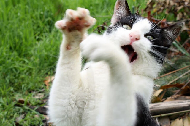 中国体育科研团队研发智能训练反馈系统,中国体能训练年会