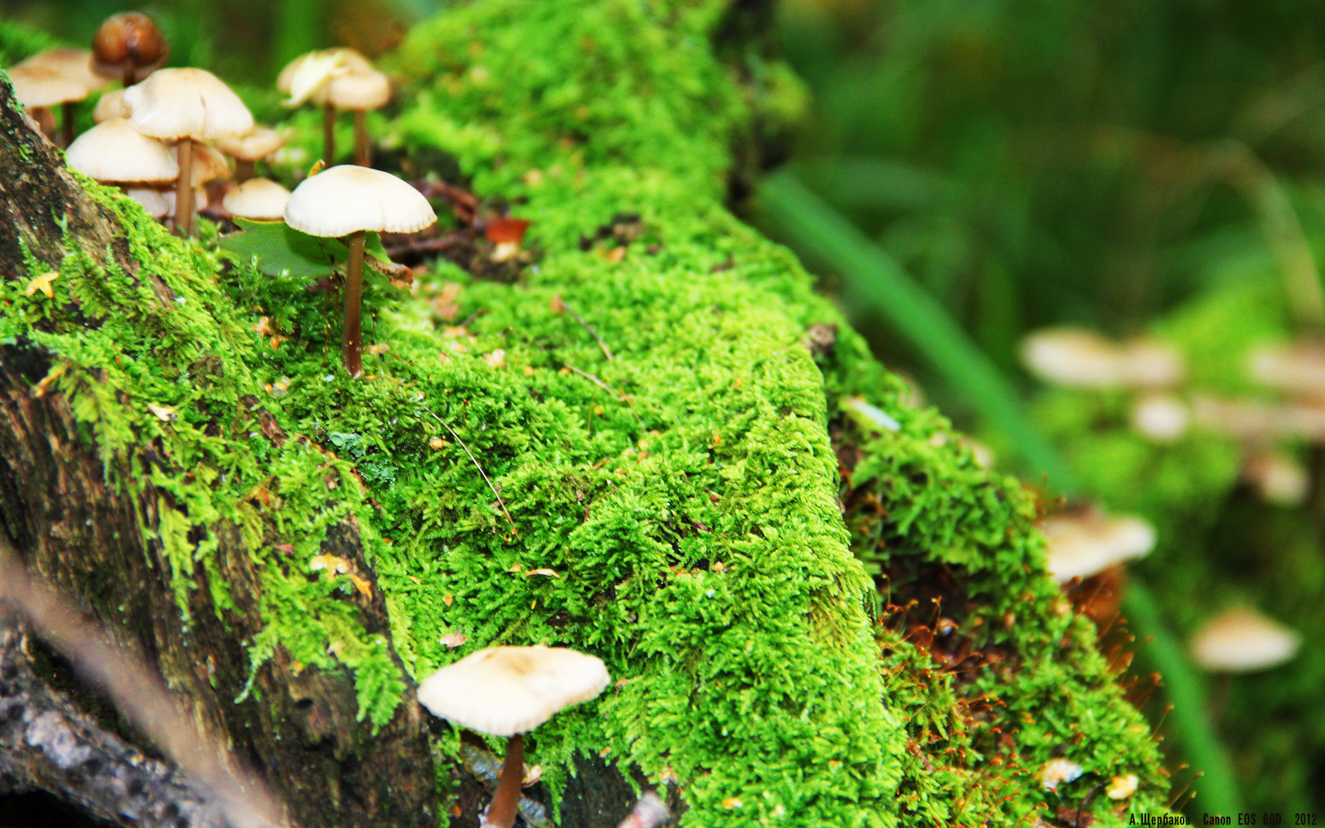 爱游戏在线登录入口-快攻终结者需要具备哪些条件，快攻终结者需要具备哪些条件和技能