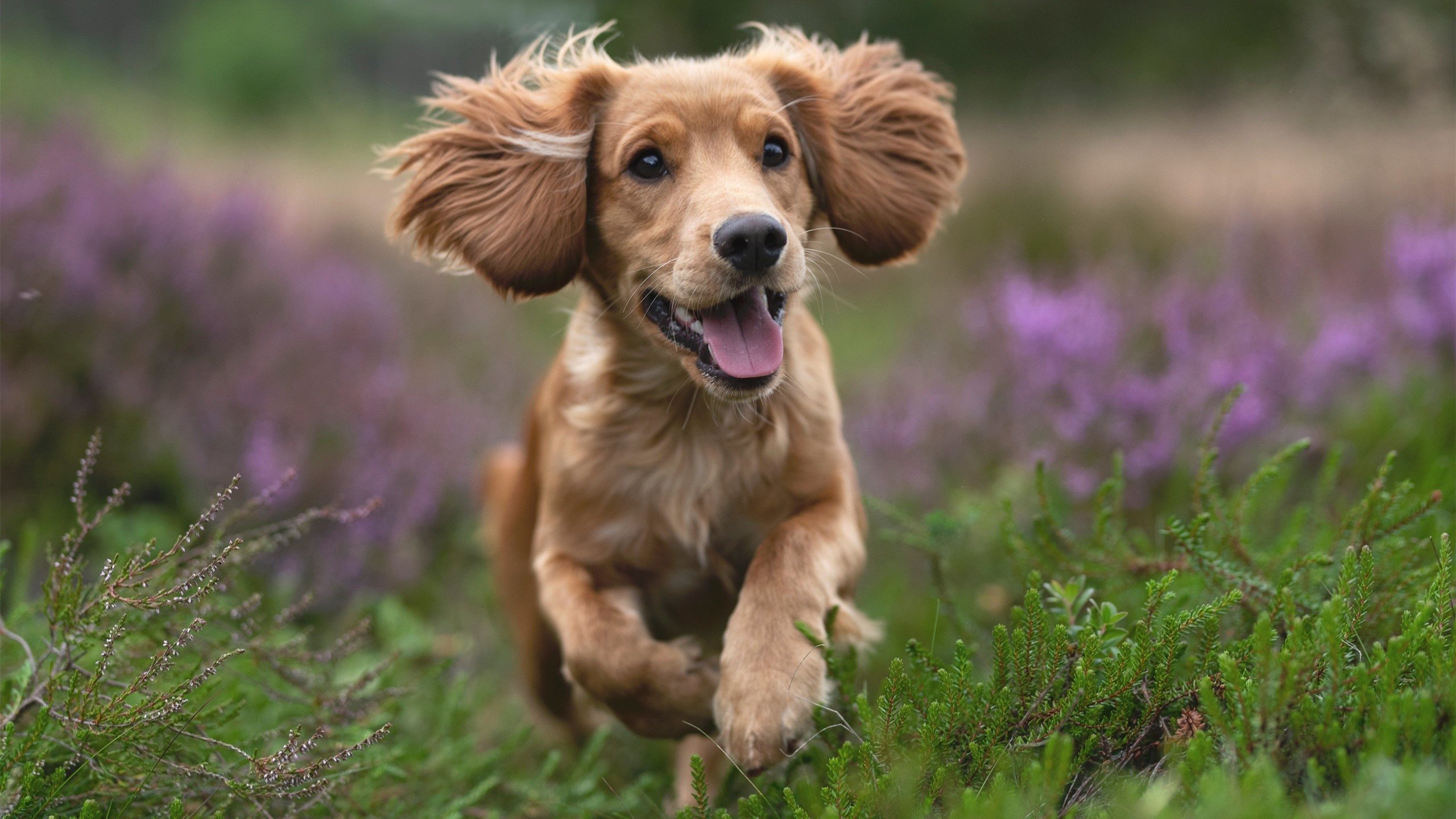 本菲卡调整阵型及时,扭转控球劣势,本菲卡队