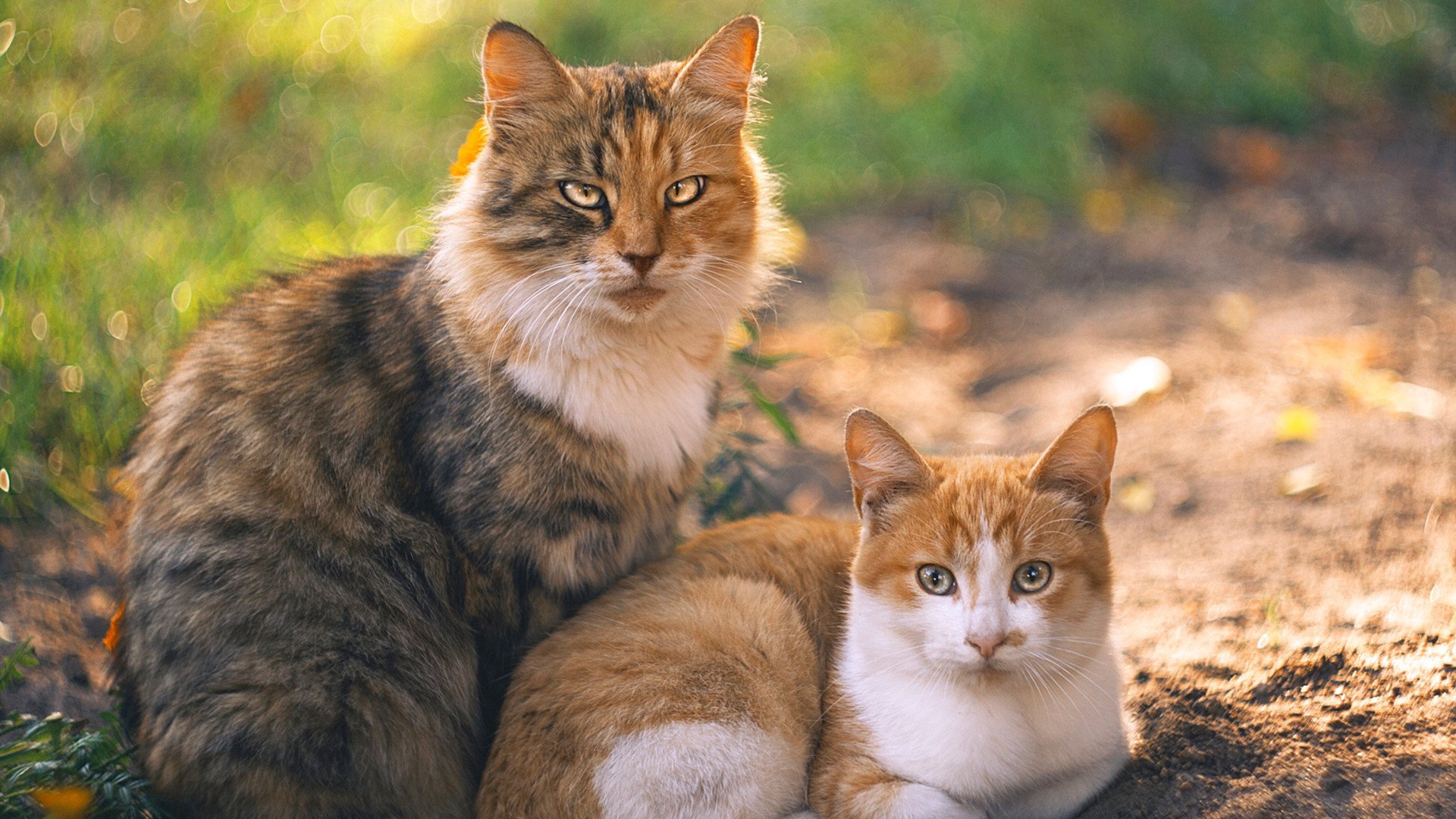 花样滑冰评分标准新增情绪表达维度，花样滑冰评分规则