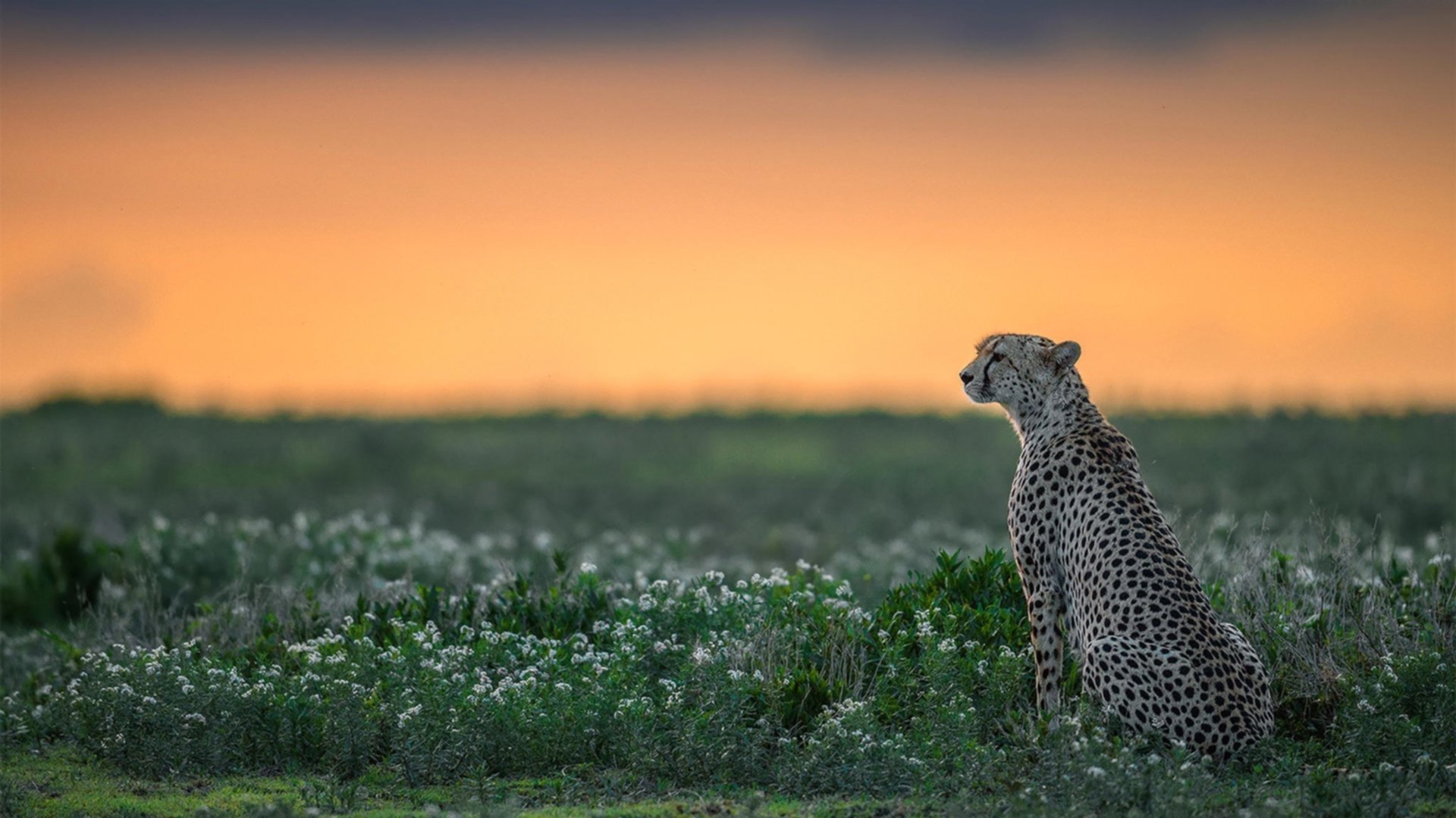 爱游戏体育app-新战术体系初见成效比赛节奏更为紧凑攻防转换更加高效，比赛战术分析