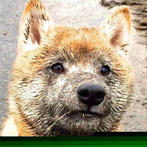 水球比赛比利时战术多变,比利时大球什么意思