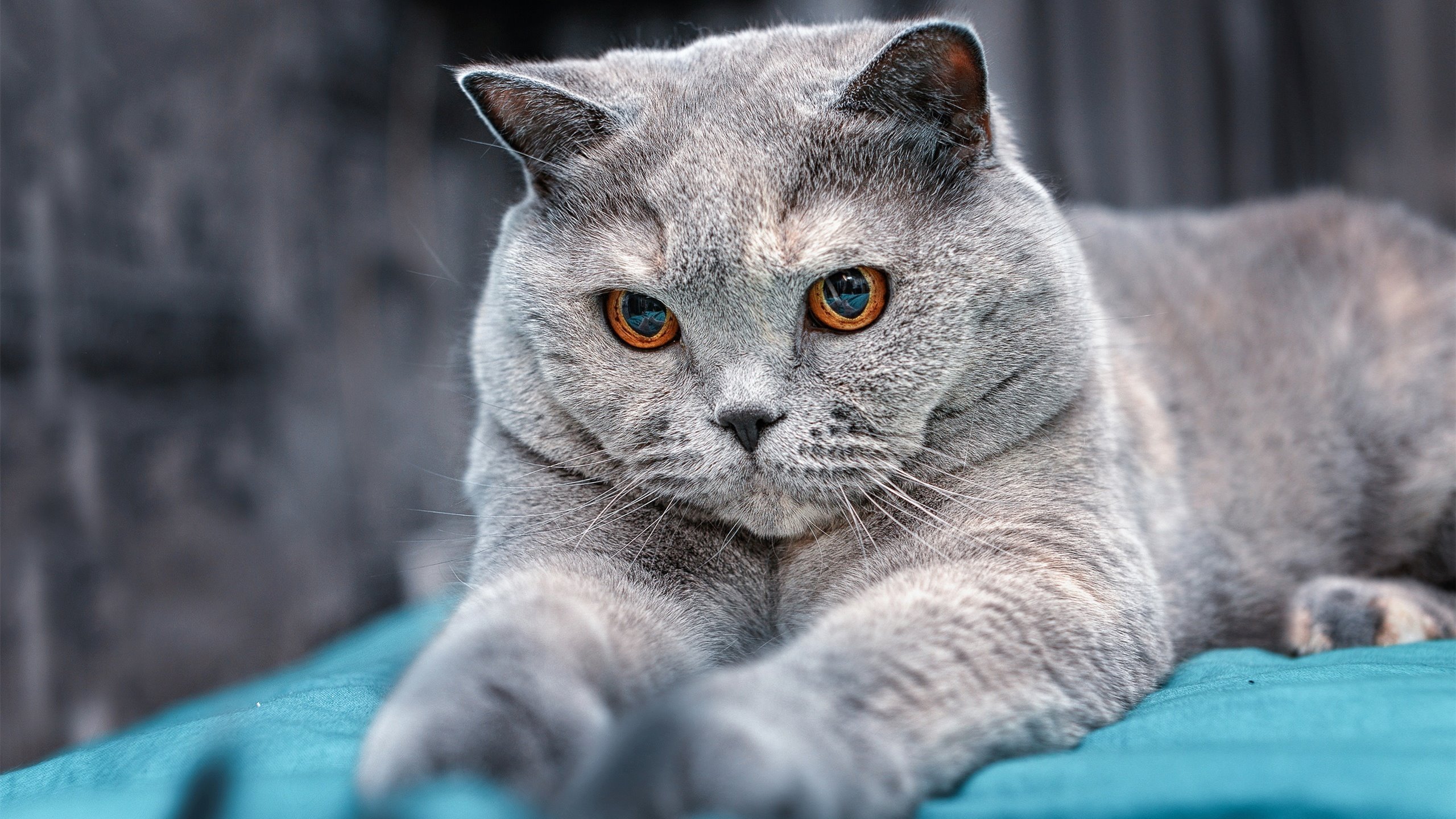 直播平台推互动竞猜,观赛参与度再创新高,直播竞猜是什么意思