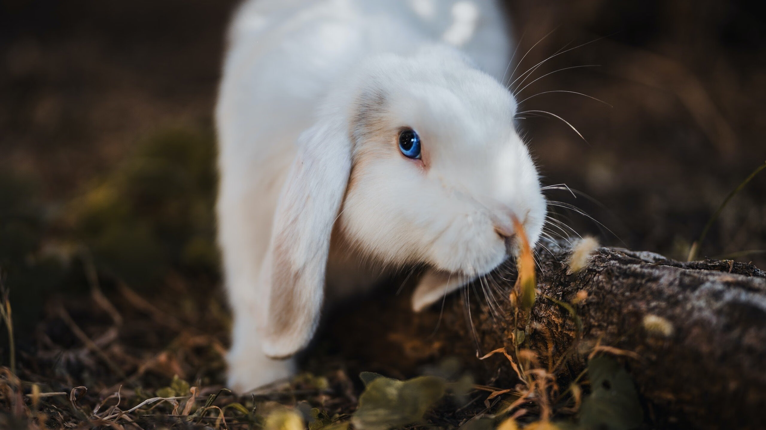 苏格兰橄榄球比赛观众不断增长，全球影响力提升，苏格兰队简介
