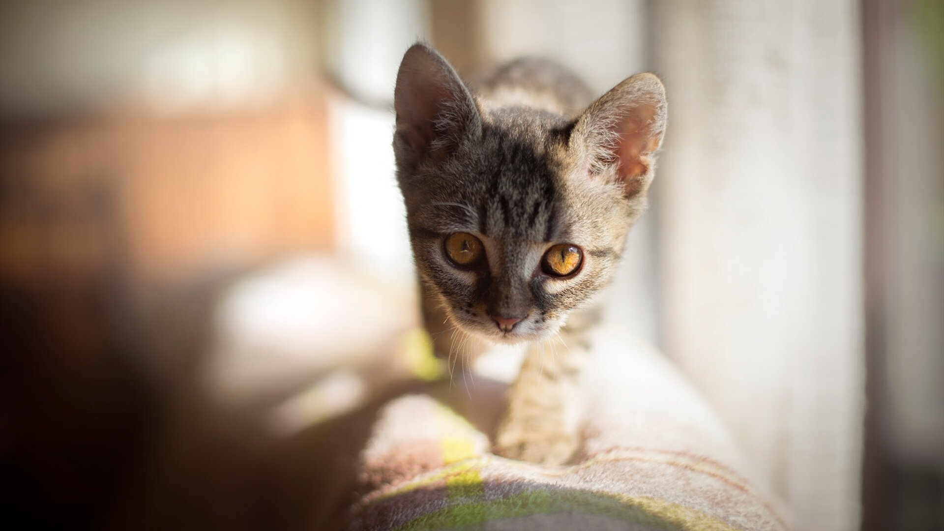 爱游戏-西班牙青年队在欧洲青年赛中展现强大实力